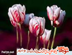 زندگینامه شهید ابراهیم ابراهیمی زندگینامه شهید ابراهیم ابراهیمی