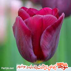 زندگینامه و وصیت نامه شهید محمدشفیع شفیعی زندگینامه و وصیت نامه شهید محمدشفیع شفیعی